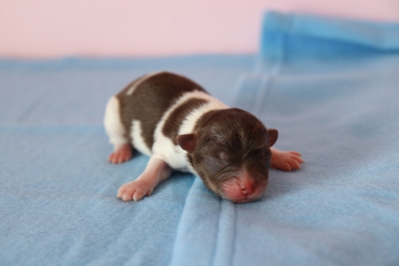 Petit mâle Chihuahua né le 03/08/2025 est proposé – vendu 850 €.