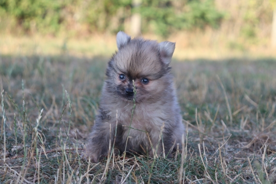 Petit mâle Spitz Allemand (Nain) né le 07/07/2025 est proposé – vendu 1360 €.