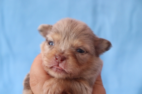 Petit mâle Chihuahua né le 03/08/2025 est proposé – vendu 1200 €.