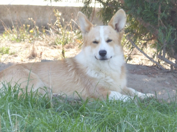 Petit mâle  né le 01/10/2025 est proposé – vendu 1860 €.