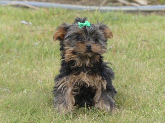 Petit mâle Yorkshire Terrier né le 18/06/2025 est proposé – vendu 910 €.