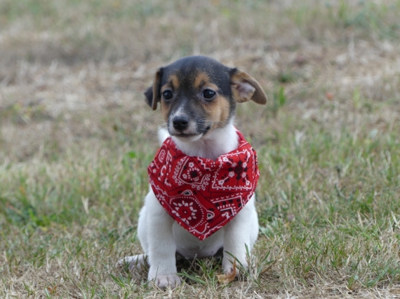 Petite femelle Jack Russell Terrier née le 05/06/2025 est proposée – vendue 860 €.