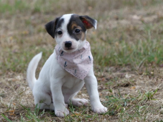 Petite femelle Jack Russell Terrier née le 05/06/2025 est proposée – vendue 860 €.