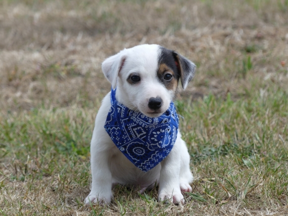 Petit mâle Jack Russell Terrier né le 05/06/2025 est proposé – vendu 660 €.