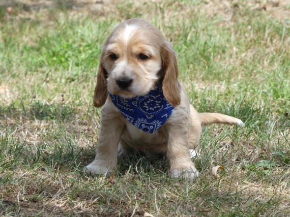 Petit mâle Cocker Anglais (Spaniel) né le 14/06/2025 est proposé – vendu 1260 €.