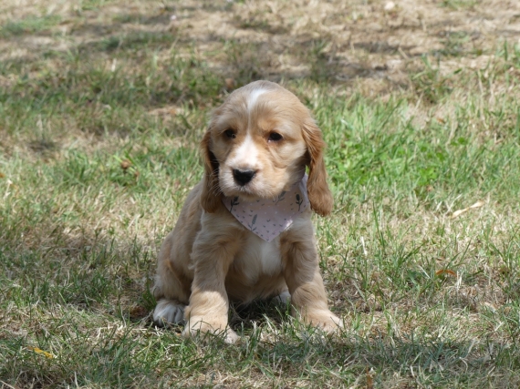 Petite femelle Cocker Anglais (Spaniel) née le 14/06/2025 est proposée – vendue 1360 €.