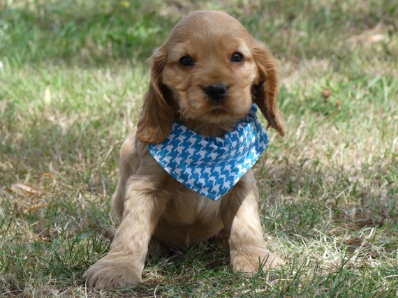 Petit mâle Cocker Anglais (Spaniel) né le 14/06/2025 est proposé – vendu 1260 €.