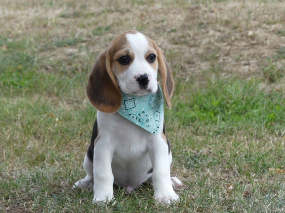 Petit mâle Beagle né le 25/05/2025 est proposé – vendu 660 €.
