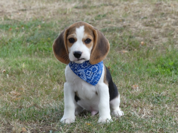 Petit mâle Beagle né le 25/05/2025 est proposé – vendu 660 €.