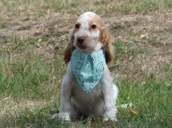 Petit mâle Cocker Anglais (Spaniel) né le 11/05/2025 est proposé – vendu 1260 €.