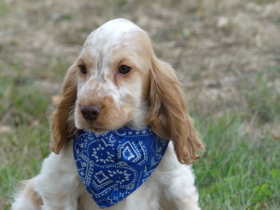 Petit mâle Cocker Anglais (Spaniel) né le 11/05/2025 est proposé – vendu 1260 €.