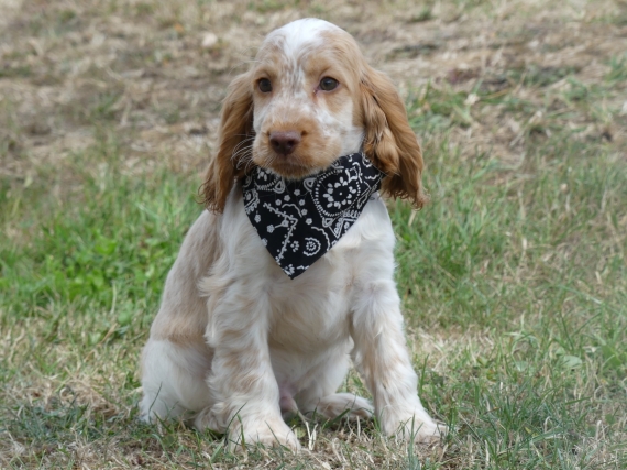 Petit mâle Cocker Anglais (Spaniel) né le 11/05/2025 est proposé – vendu 1260 €.