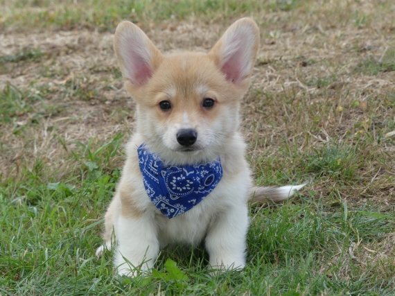 Petit mâle Welsh Corgi Pembroke né le 11/05/2025 est proposé – vendu 1860 €.