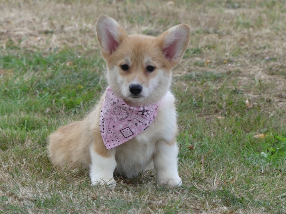 Petite femelle Welsh Corgi Pembroke née le 11/05/2025 est proposée – vendue 2260 €.