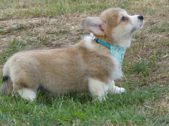 Petit mâle Welsh Corgi Pembroke né le 11/05/2025 est proposé – vendu 1860 €.