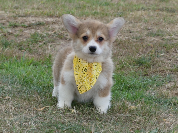 Petite femelle Welsh Corgi Pembroke née le 11/05/2025 est proposée – vendue 2260 €.