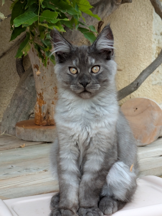 Petit mâle Maine Coon né le 13/04/2025 est proposé – vendu 1500 €.