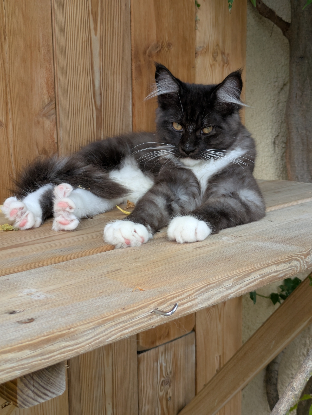 Petit mâle Maine Coon né le 13/04/2025 est proposé – vendu 1500 €.