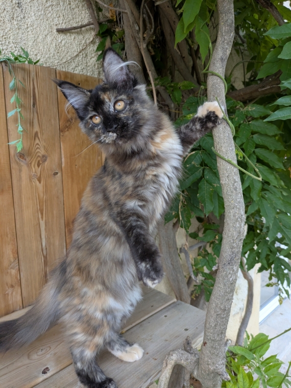 Petite femelle Maine Coon née le 13/04/2025 est proposée – vendue 1500 €.