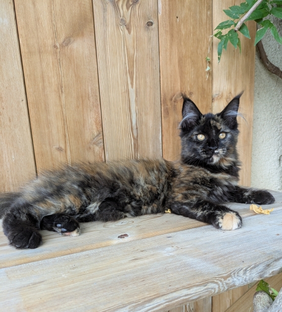 Petite femelle Maine Coon née le 13/04/2025 est proposée – vendue 1500 €.