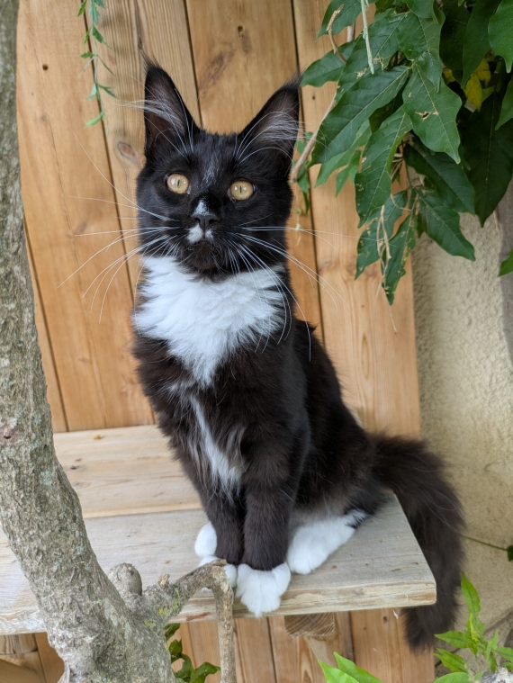 Petite femelle Maine Coon née le 13/04/2025 est proposée – vendue 1500 €.