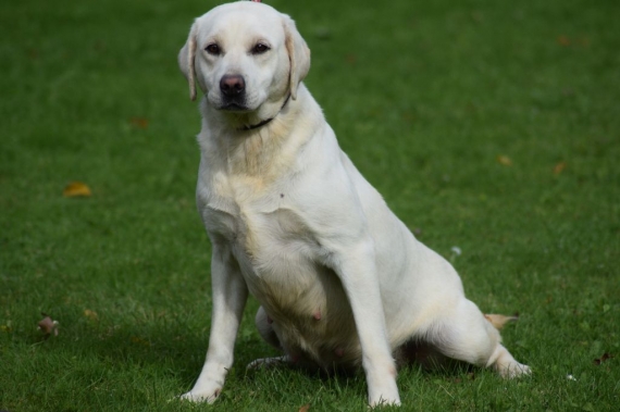 Petite femelle  née le 01/06/2025 est proposée – vendue 1000 €.