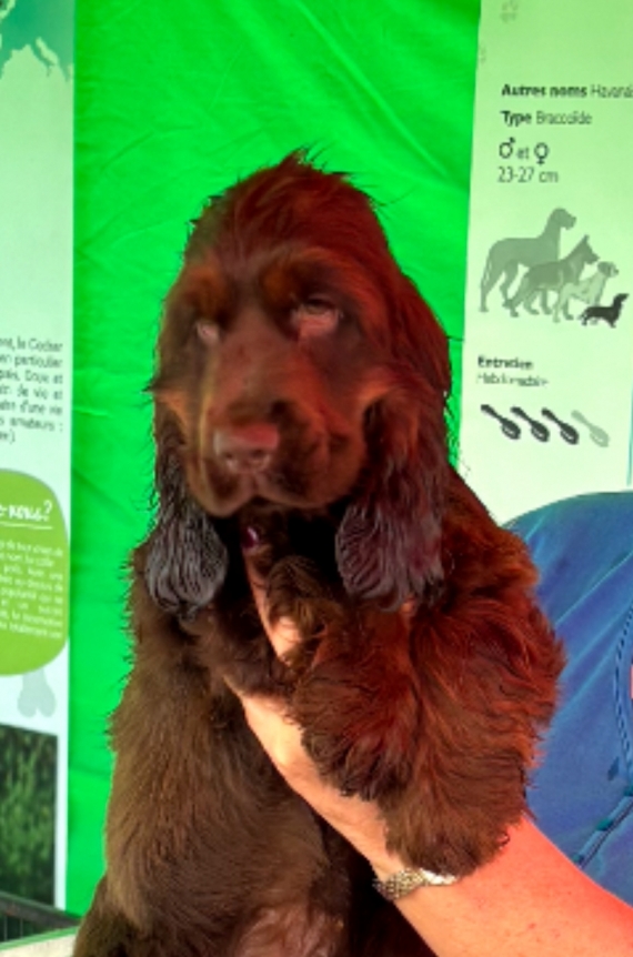 Petite femelle Cocker Anglais (Spaniel) née le 24/05/2025 est proposée – vendue 1500 €.