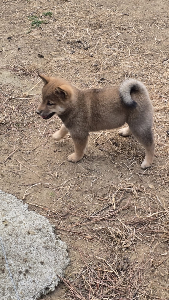 Petite femelle Shiba née le 25/05/2025 est proposée – vendue 960 €.