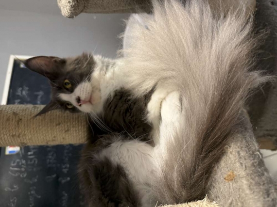 Petite femelle  née le 11/03/2026 est proposée – vendue 1450 €.