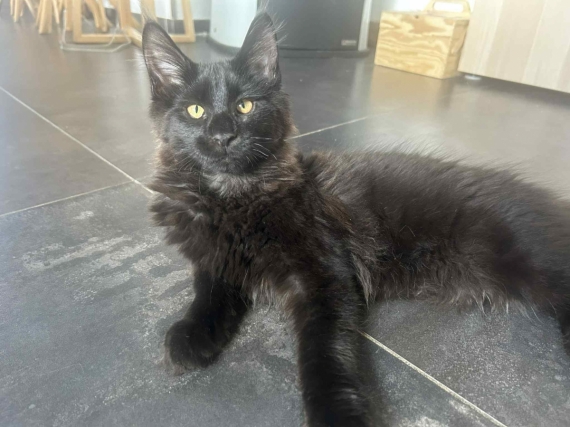 Petit mâle Maine Coon né le 26/03/2025 est proposé – vendu 1000 €.