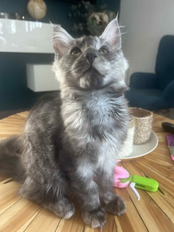 Petite femelle Maine Coon née le 25/03/2025 est proposée – vendue 1300 €.