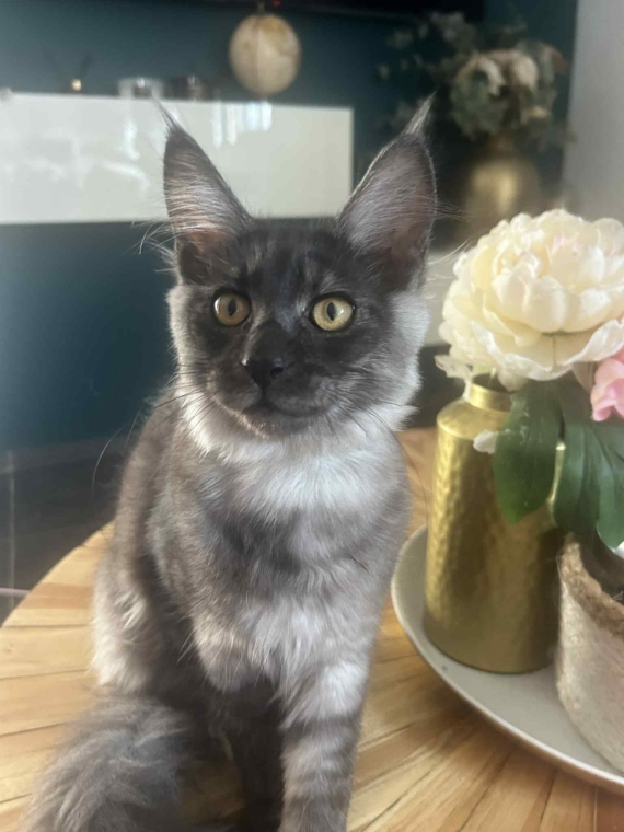 Petite femelle Maine Coon née le 26/03/2025 est proposée – vendue 1000 €.