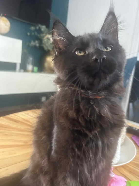 Petit mâle Maine Coon né le 26/03/2025 est proposé – vendu 1200 €.