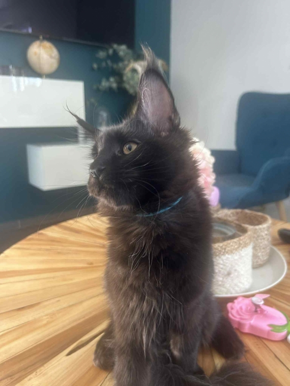 Petite femelle Maine Coon née le 25/03/2025 est proposée – vendue 1000 €.
