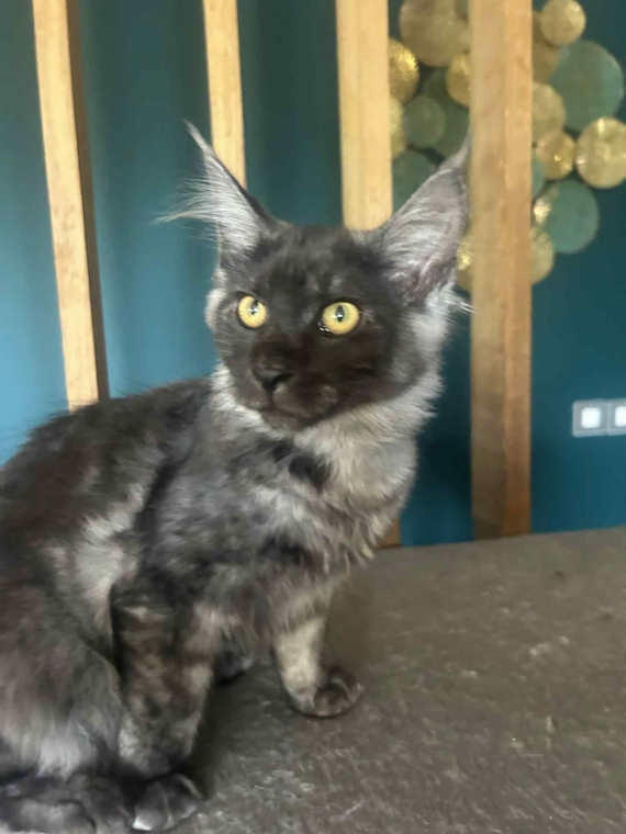 Petite femelle Maine Coon née le 26/03/2025 est proposée – vendue 1000 €.