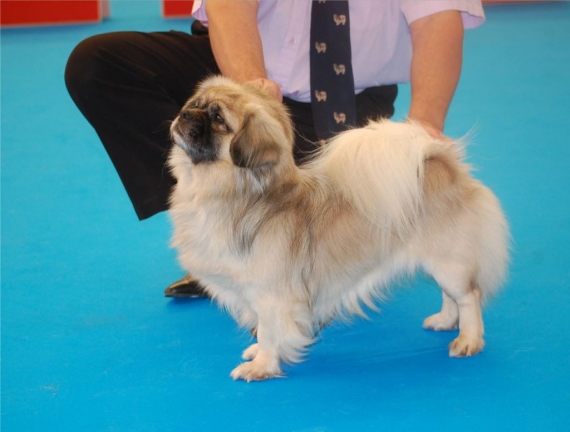 Petit mâle  né le 28/05/2025 est proposé – vendu 1200 €.