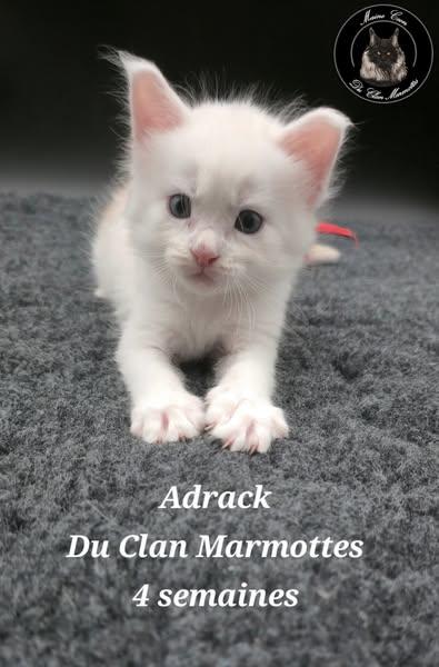 Petit mâle Maine Coon né le 18/07/2025 est proposé – vendu 1800 €.