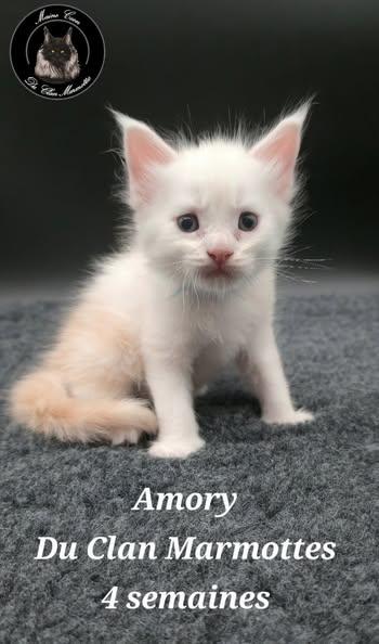 Petit mâle Maine Coon né le 18/07/2025 est proposé – vendu 1800 €.