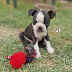 Boston Terrier chiot vendu 1600 €