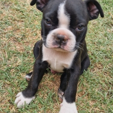 Adoption chiot Boston Terrier au prix de 1600 €