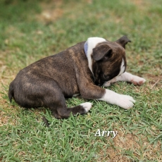 Adoption chiot Boston Terrier au prix de 1600 €