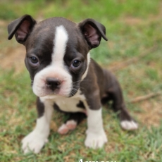 Chiot Boston Terrier à adopter au prix de 1600 €