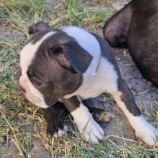 Adoption chiot Boston Terrier au prix de 1600 €