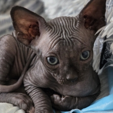 Acheter Chat Sphynx bébé pour 1500 €