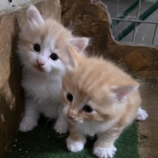 Chat Norvégien chaton vendu 1500 €