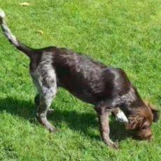 Petit Munsterlander chiot vendu 600 €