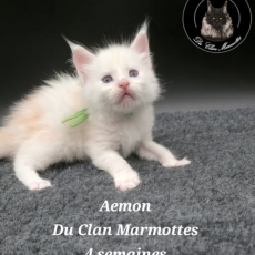 Chaton Maine Coon de race LOOF avec pedigree  adopter.