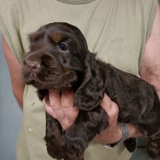Chiot Cocker Anglais Spaniel à adopter au prix de 1500 €