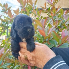 Adoption chiot Cocker Anglais Spaniel au prix de 1500 €