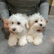Acheter Coton de Tulear bébé pour 1300 €